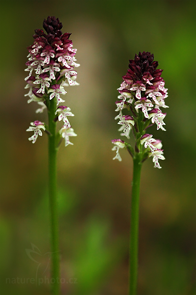 Vstavač osmahlý (Orchis ustulata)