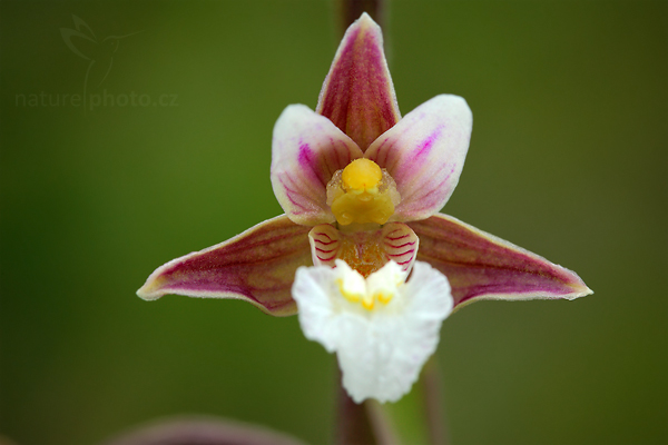 Kruštík bahenní (Epipactis palustris)