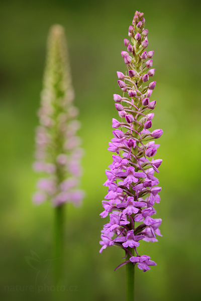 Pětiprstka hustokvětá (Gymnadenia densiflora)