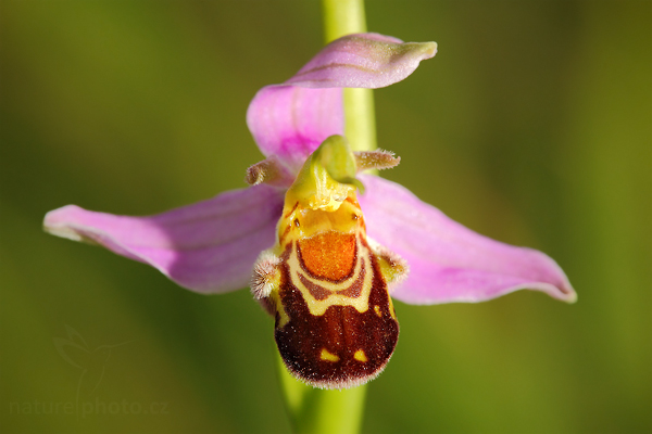 Tořič včelonosný (Ophrys apifera)