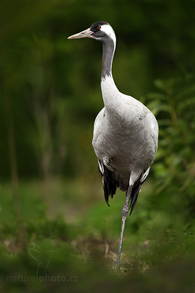Jeřáb popelavý (Grus grus)