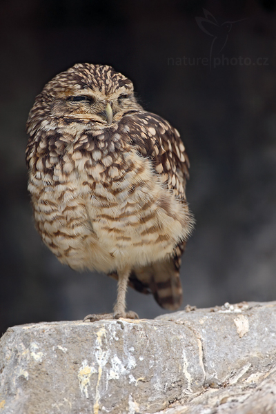 Sýček králičí (Athene cunicularia)