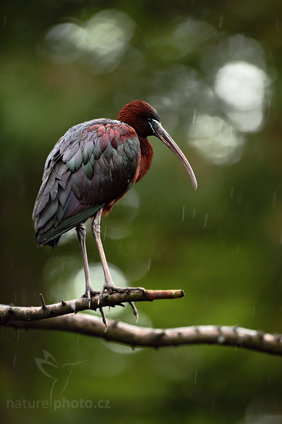 Ibis hnědý (Plegadis falcinellus), 