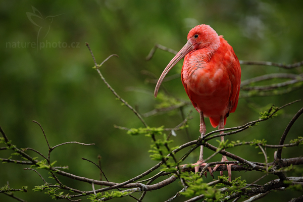 Ibis rudý (Eudocimus ruber)
