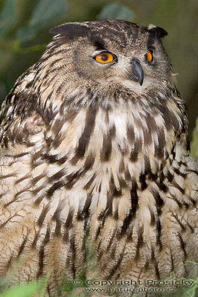 Výr velký (Bubo bubo)