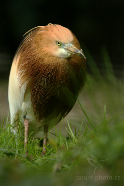 Volavka nádherná (Ardeola speciosa)