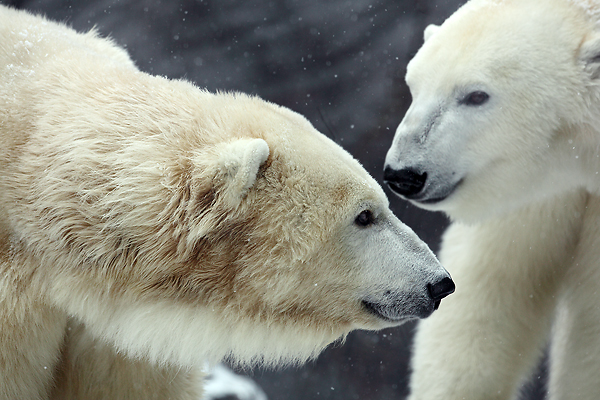 Medvěd lední (Ursus maritimus)