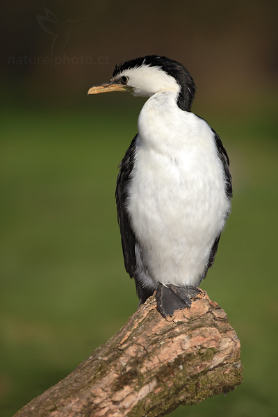 Kormorán černobílý (Phalacrocorax melanoleucos)