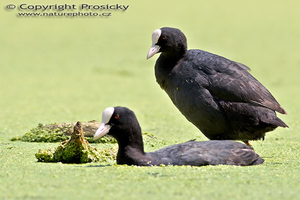 Lyska černá (Fulica atra)