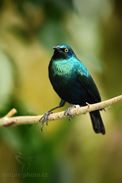 Leskoptev malá (Lamprotornis chloropterus)