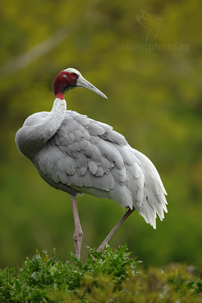 Jeřáb Antigonin (Grus antigone)