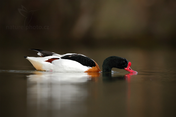 Husice liščí (Tadorna tadorna)