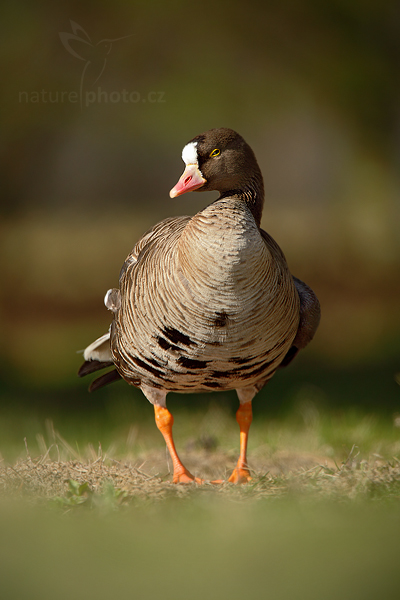 Husa běločelá (Anser albifrons)