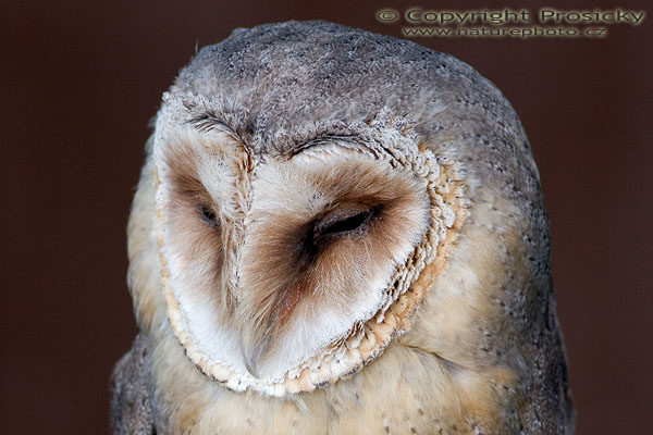 Sova pálená (Tyto alba)