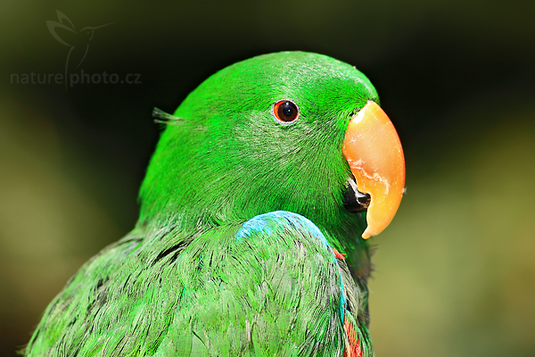 Eklektus různobarvý pestrý (Eclectus roratus polychloros)