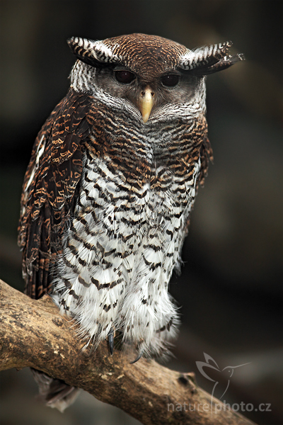 Výr malajský (Bubo sumatranus)