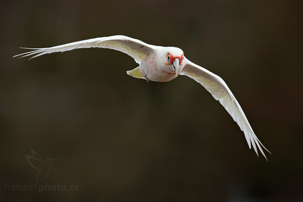 Kakadu tenkozobý (Cacatua tenuirostris)