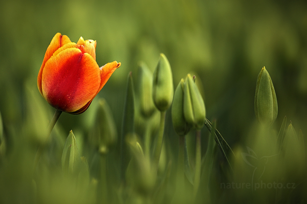 Holandské tulipány