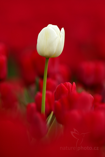 Holandské tulipány