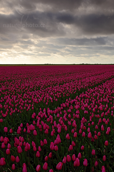 Holandské tulipány