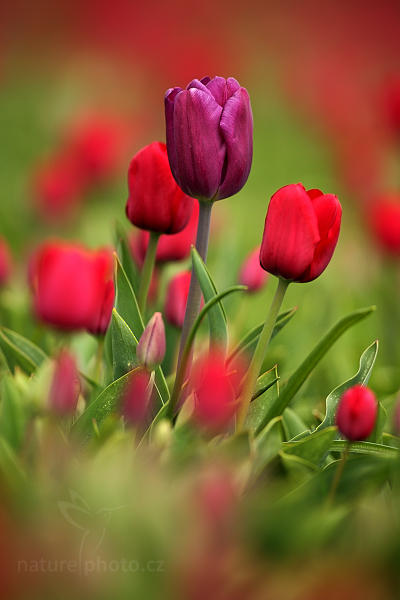 Holandské tulipány