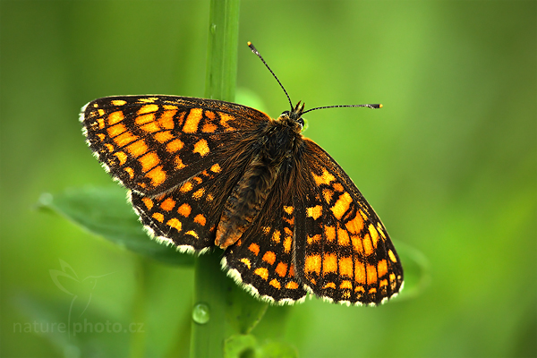 Hnědásek jitrocelový (Melitaea athalia)