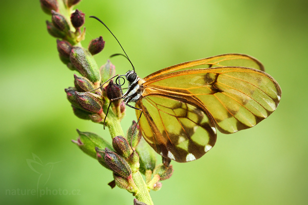 Pteronymia fumida