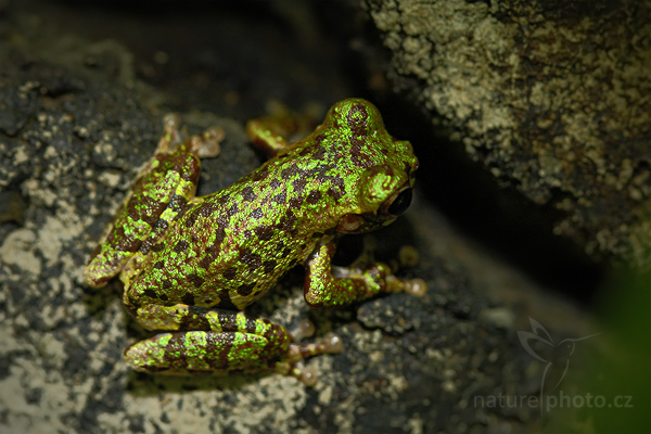 Rosnička Lancasterova (Hyla lancasteri)