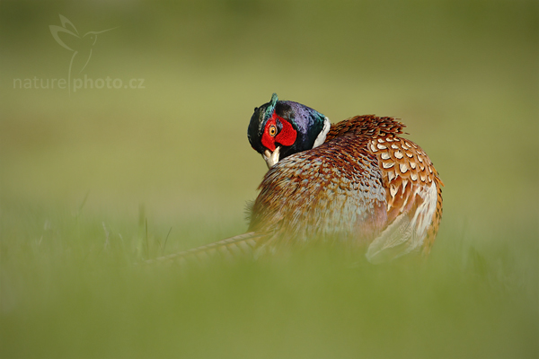 Bažant obecný (Phasianus colchicus)
