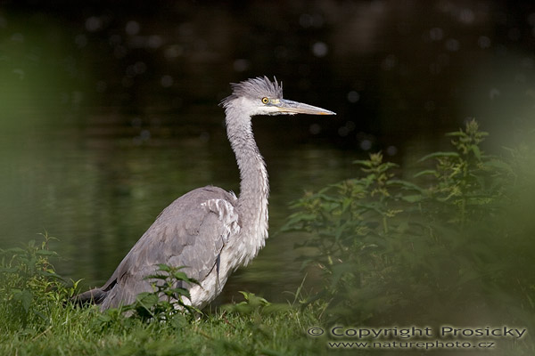 Volavka popelavá (Ardea cinerea)