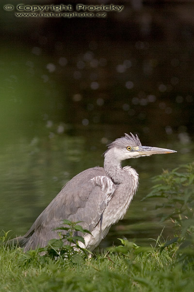Volavka popelavá (Ardea cinerea)