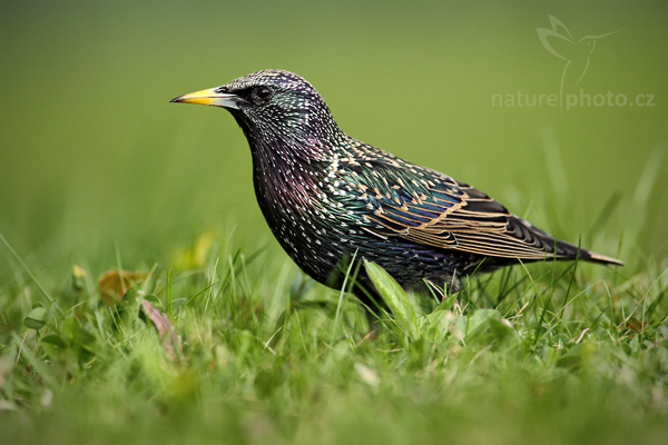 Špaček obecný (Sturnus vulgaris)