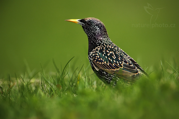 Špaček obecný (Sturnus vulgaris)