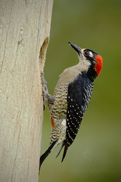 Datel černolící (Melanerpes pucherani)