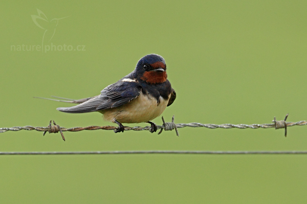 Vlaštovka obecná (Hirundo rustica)