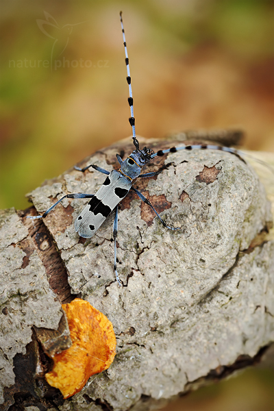 Tesařík alpský (Rosalia alpina)
