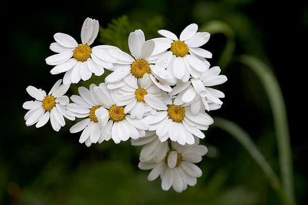 Kopretina chocholčnatá (Tanacetum Corimbosum)
