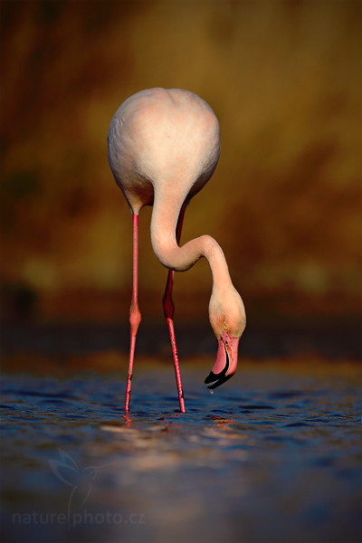 Plameňák růžový (Phoenicopterus ruber)