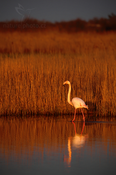 Plameňák růžový (Phoenicopterus ruber)