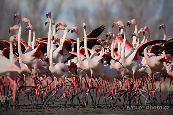 Plameňák růžový (Phoenicopterus ruber)