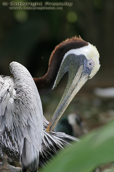 Pelikán hnědý (Pelecanus occidentalis)