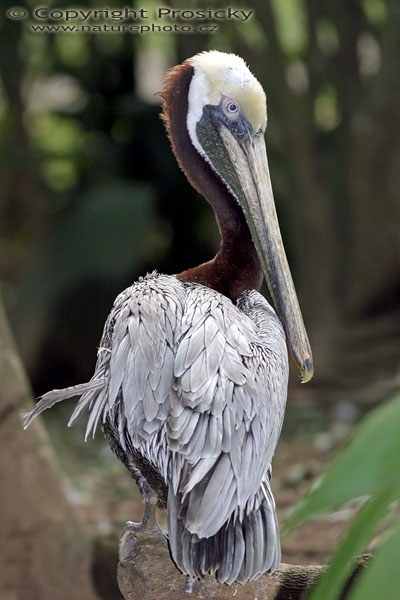 Pelikán hnědý (Pelecanus occidentalis)