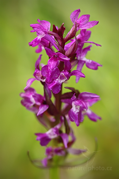 Prstnatec májový rašelinný (Dactylorhiza majalis turfosa)