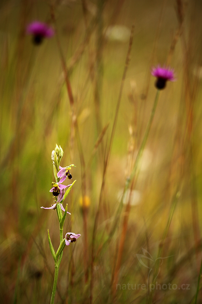 Tořič včelonosný (Ophrys apifera)