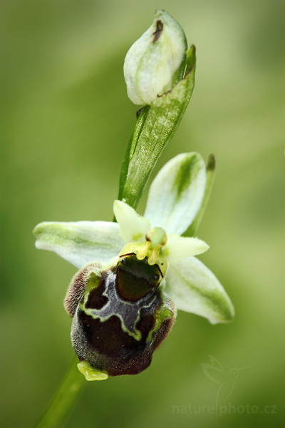 Tořič čmelákovitý Holubyův (Ophrys holoserica holubyana)