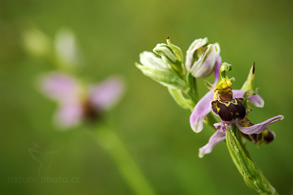 Tořič včelonosný (Ophrys apifera)