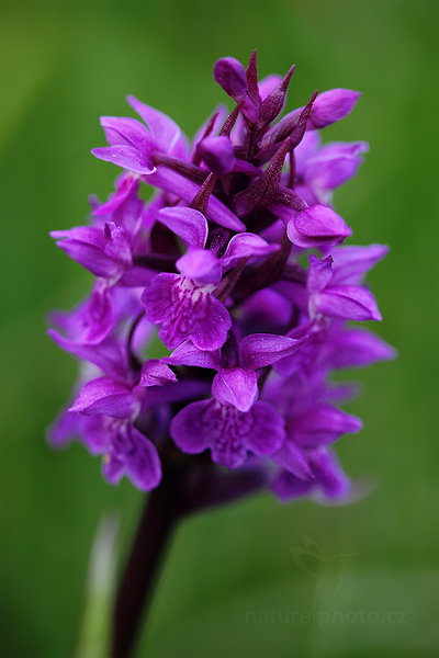Prstnatec karpatský (Dactylorhiza carpatica)