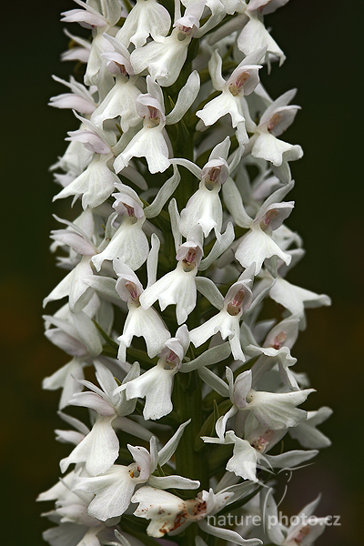Prstnatec plamatý sedmihradský (Dactylorhiza maculata transsilvanica)