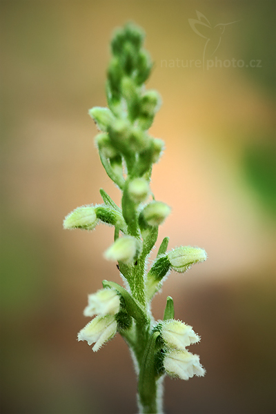Smrkovník plazivý (Goodyera repens)