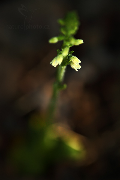 Smrkovník plazivý (Goodyera repens)